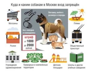 Правила выгуливания собак в ссанкт петербурге 2020