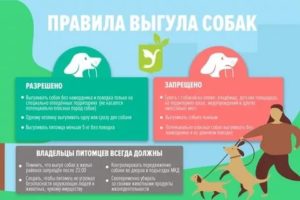 Правила выгуливания собак в ссанкт петербурге 2020