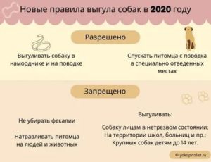 Правила выгуливания собак в ссанкт петербурге 2020